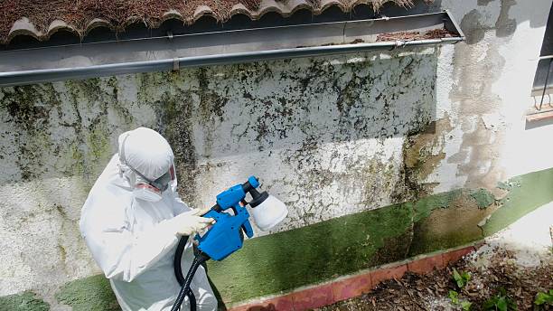 Top rated local Mold Remediation specialists in Terra Ceia, FL